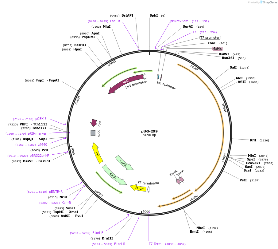 104728-plasmid-map-sequence-id-207068
