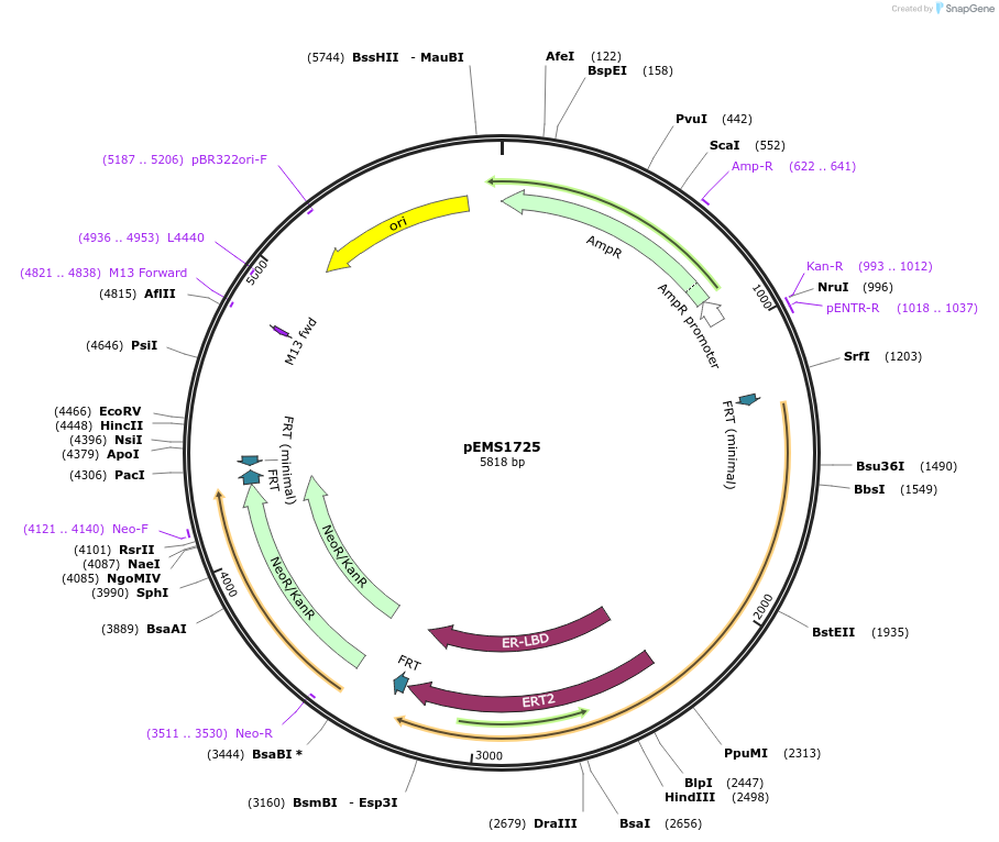 105870-plasmid-map-sequence-id-207091