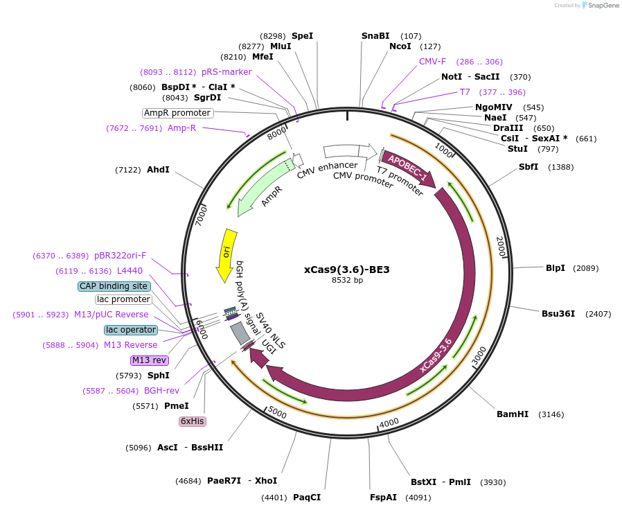 108385-plasmid-map-sequence-id-207181