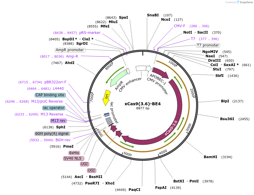 108386-plasmid-map-sequence-id-207182