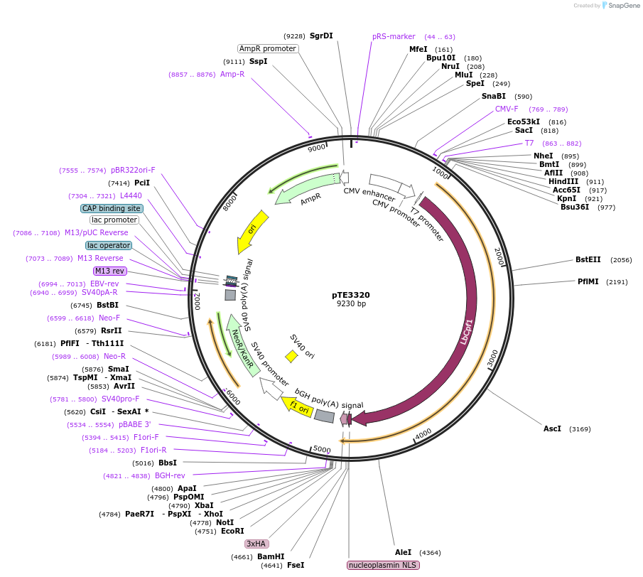 107529-plasmid-map-sequence-id-207214