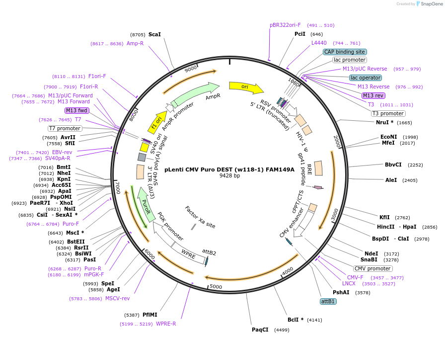 107510-plasmid-map-sequence-id-207228