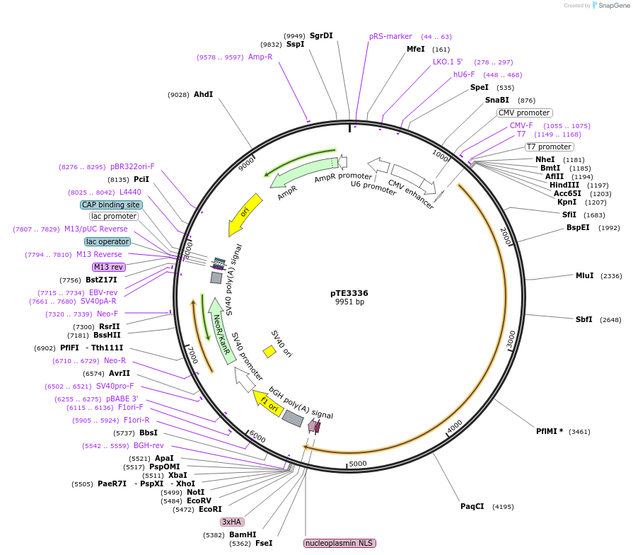 107541-plasmid-map-sequence-id-207245