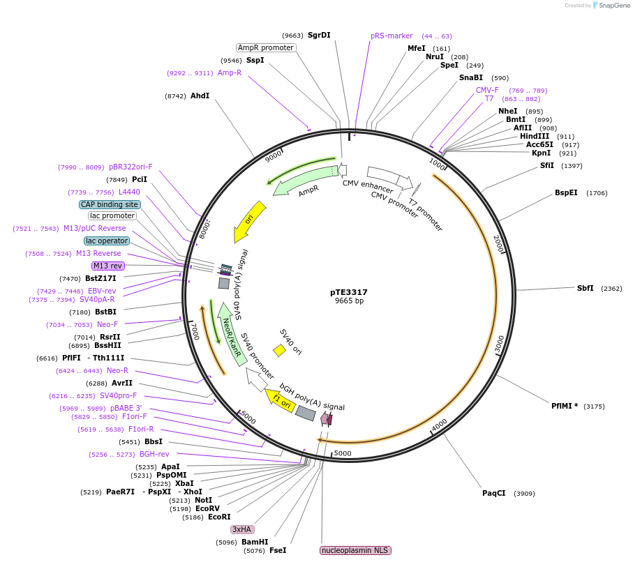 107531-plasmid-map-sequence-id-207253