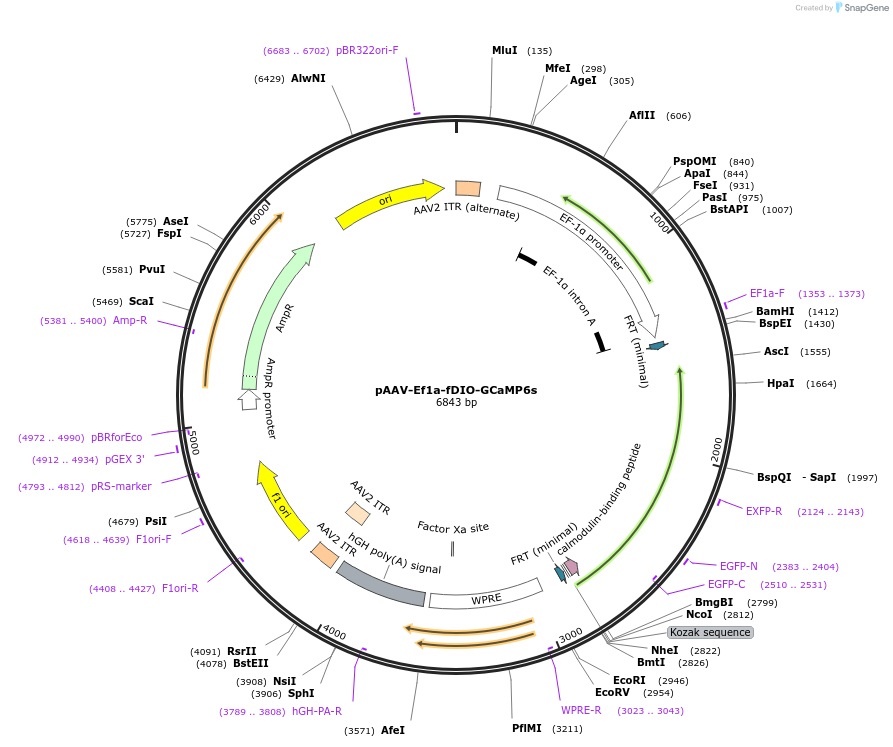 105714-plasmid-map-sequence-id-207265