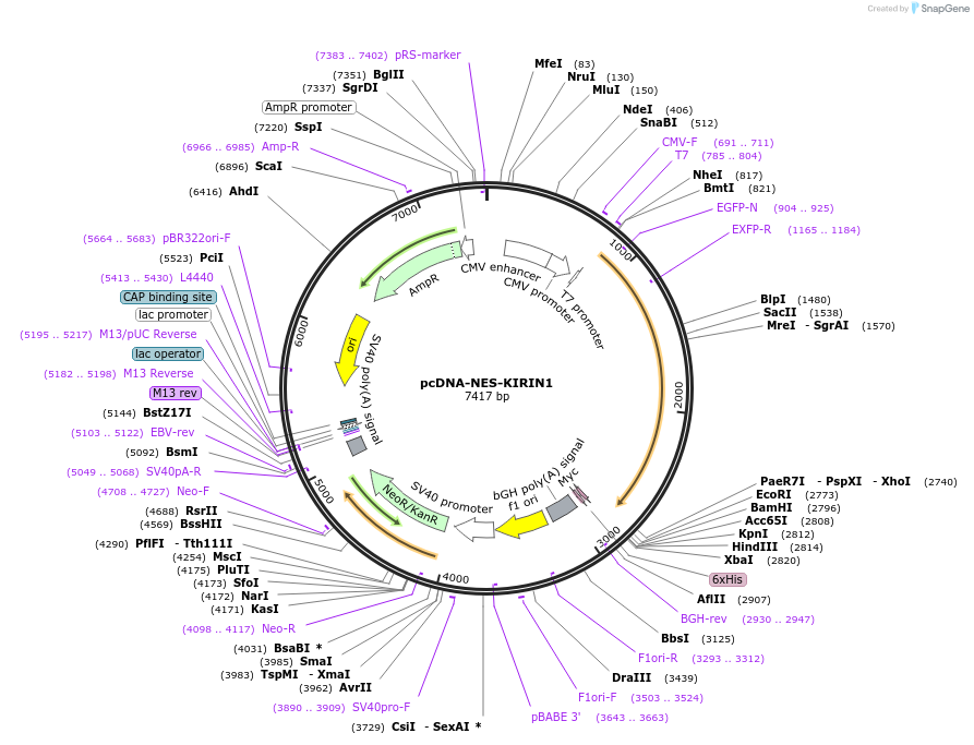 107416-plasmid-map-sequence-id-207270