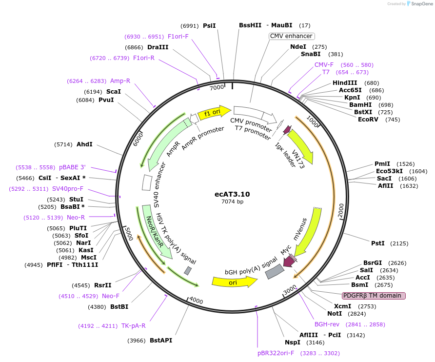 107215-plasmid-map-sequence-id-207273