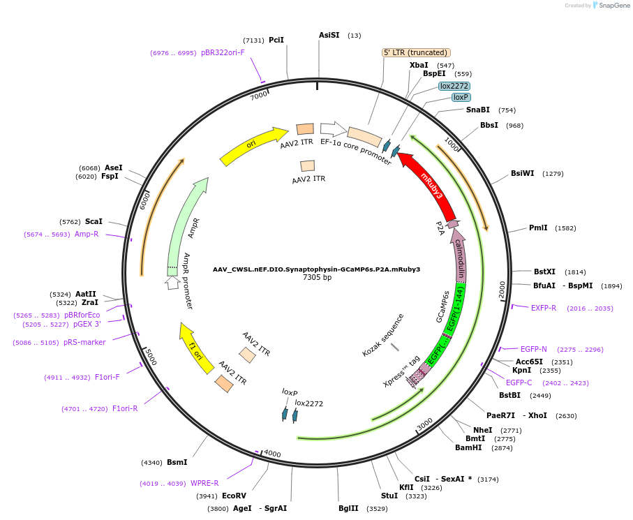 107736-plasmid-map-sequence-id-207278