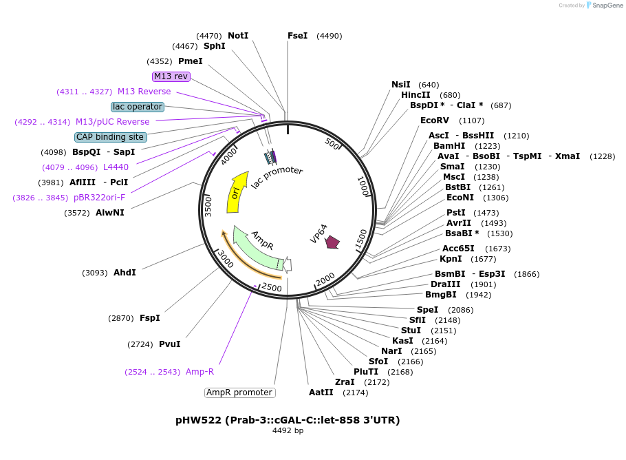 107130-plasmid-map-sequence-id-207280