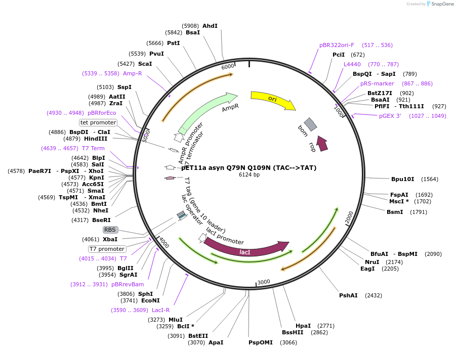 105738-plasmid-map-sequence-id-207283