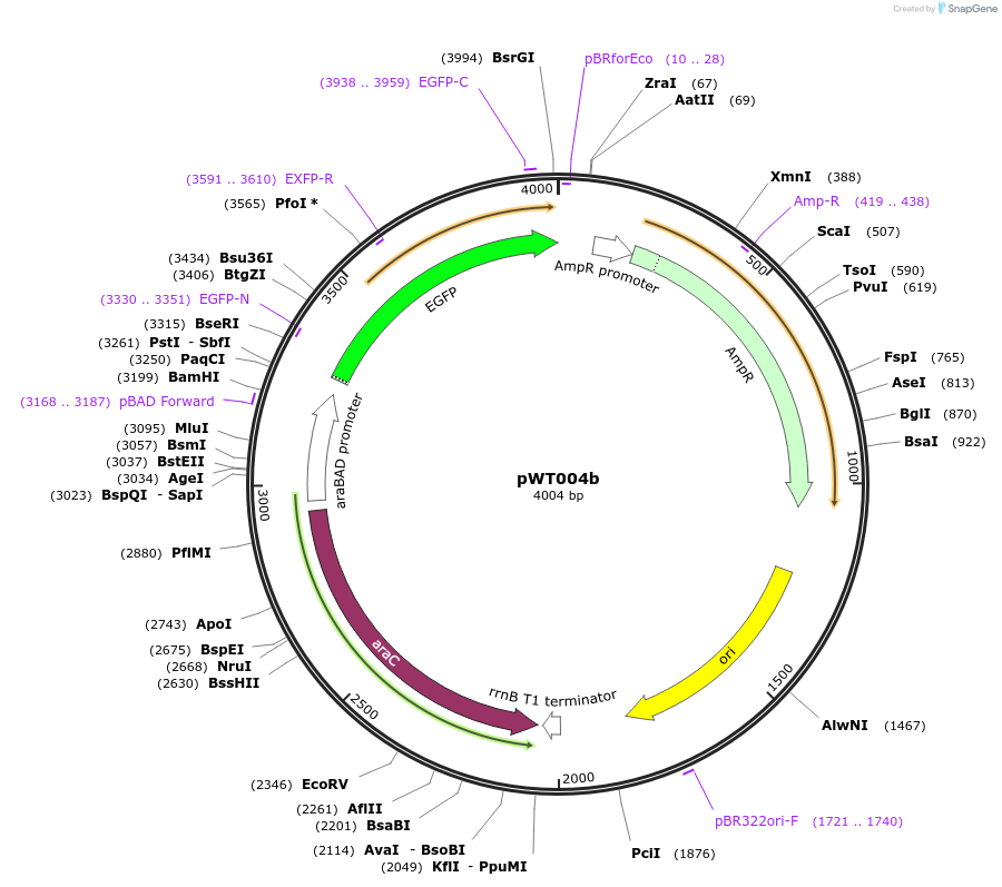 107884-plasmid-map-sequence-id-207291