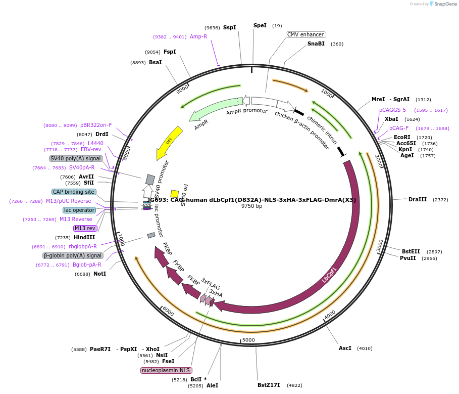 104570-plasmid-map-sequence-id-207307