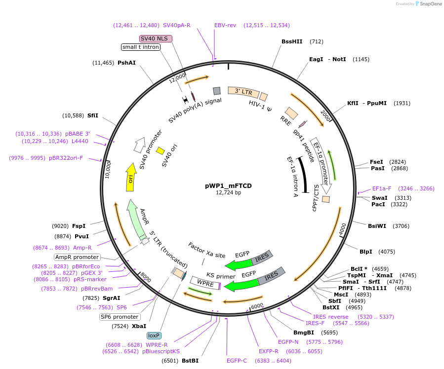 102317-plasmid-map-sequence-id-207333