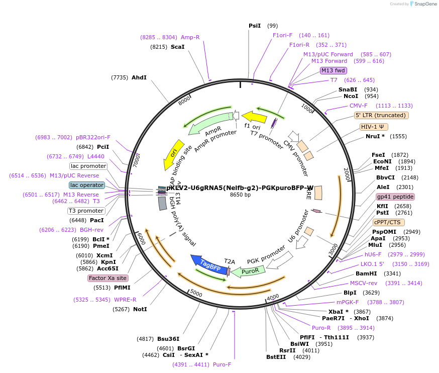 105024-plasmid-map-sequence-id-207364