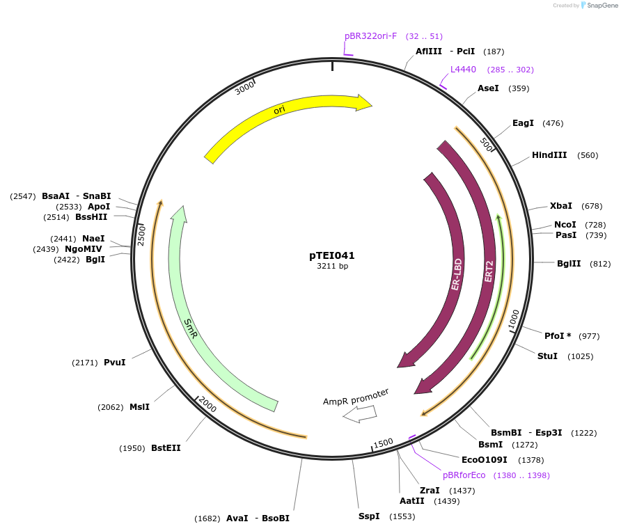 105414-plasmid-map-sequence-id-207375