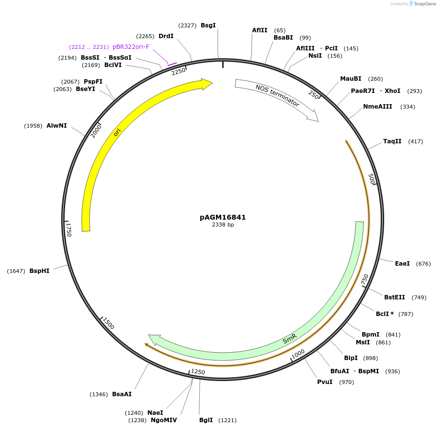 105416-plasmid-map-sequence-id-207379