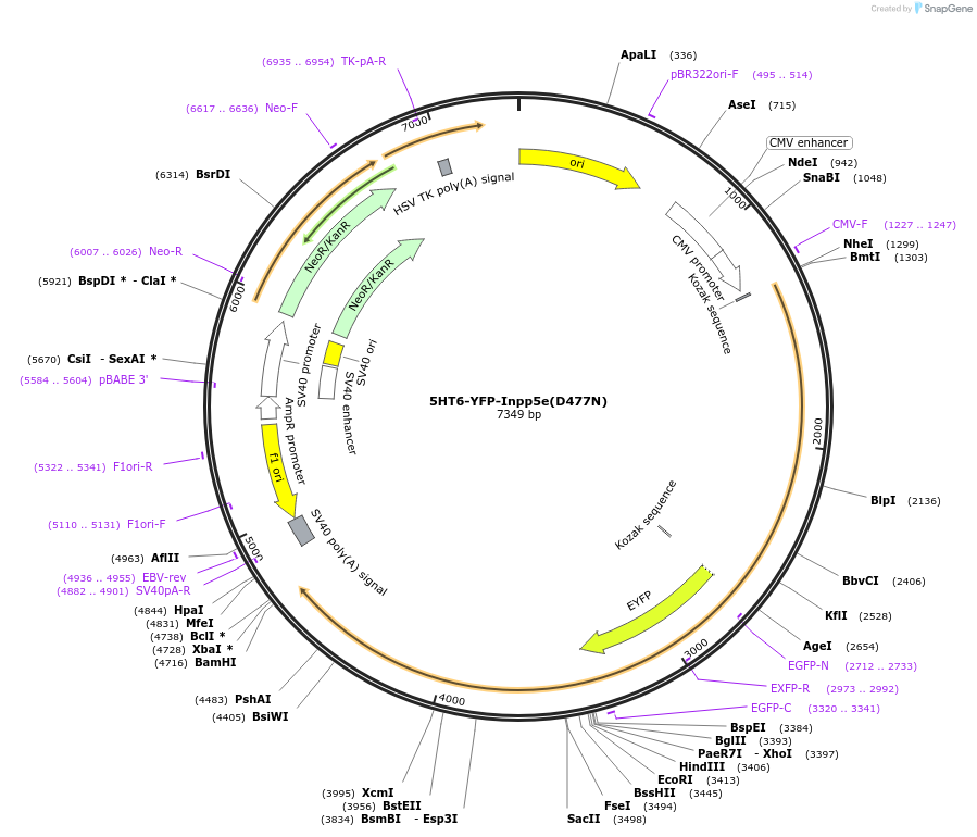 96809-plasmid-map-sequence-id-207383
