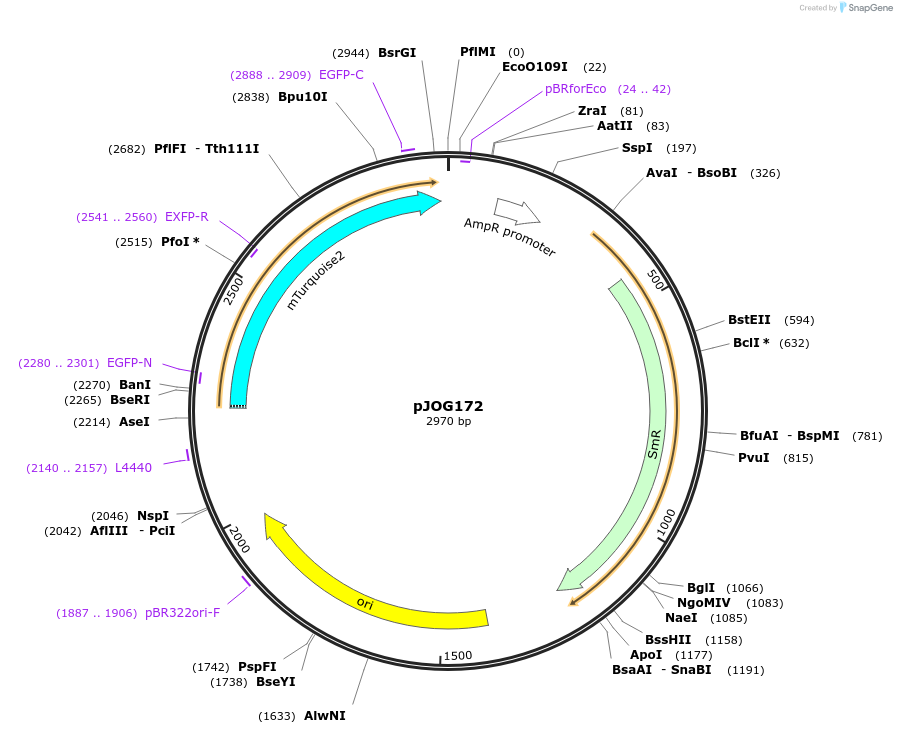 105418-plasmid-map-sequence-id-207385