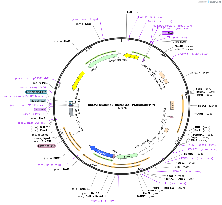105042-plasmid-map-sequence-id-207391