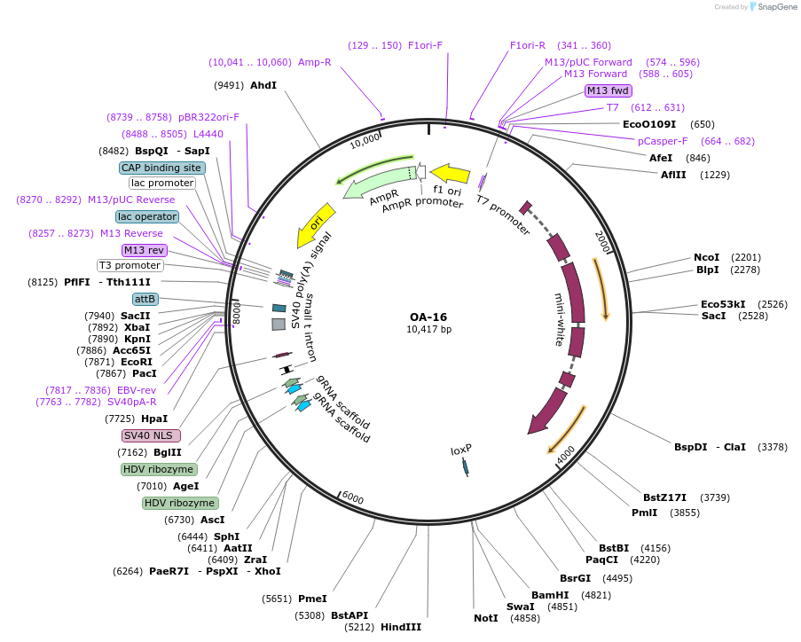 104966-plasmid-map-sequence-id-207458