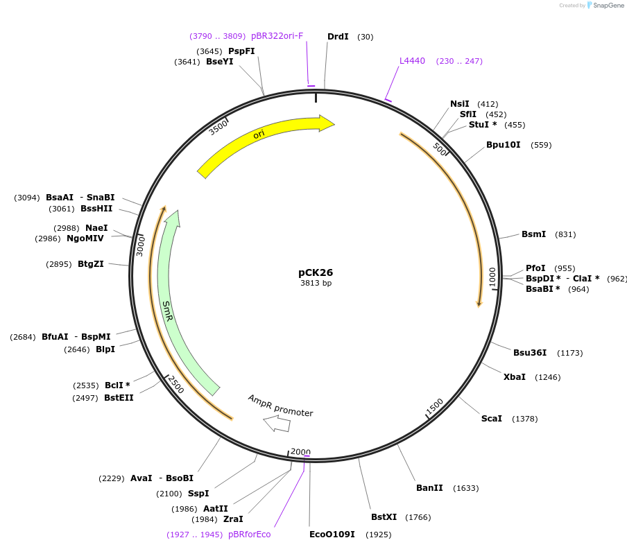 105429-plasmid-map-sequence-id-207461