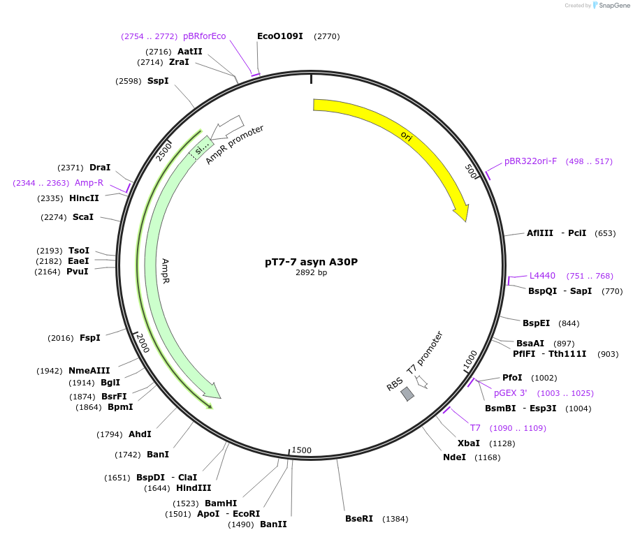 105726-plasmid-map-sequence-id-207480