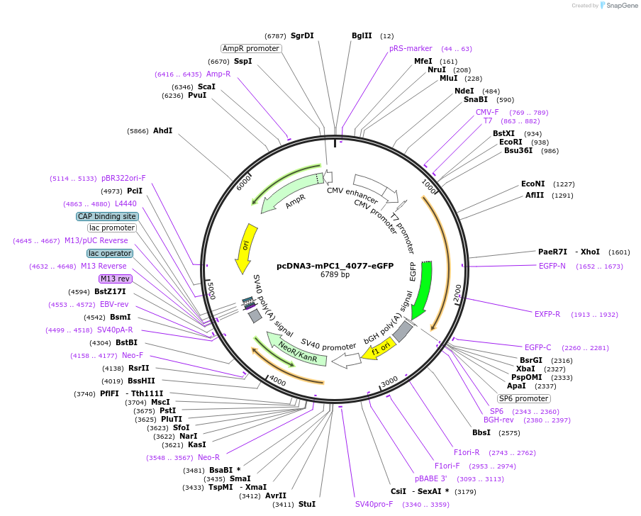 108391-plasmid-map-sequence-id-207482