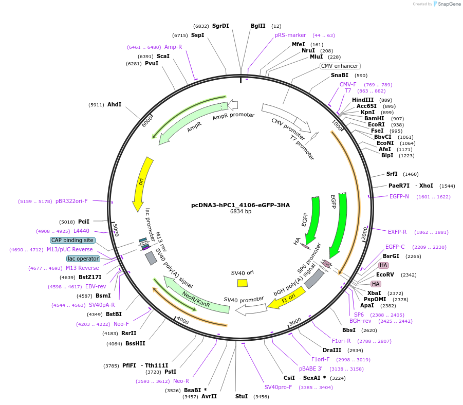 108399-plasmid-map-sequence-id-207489