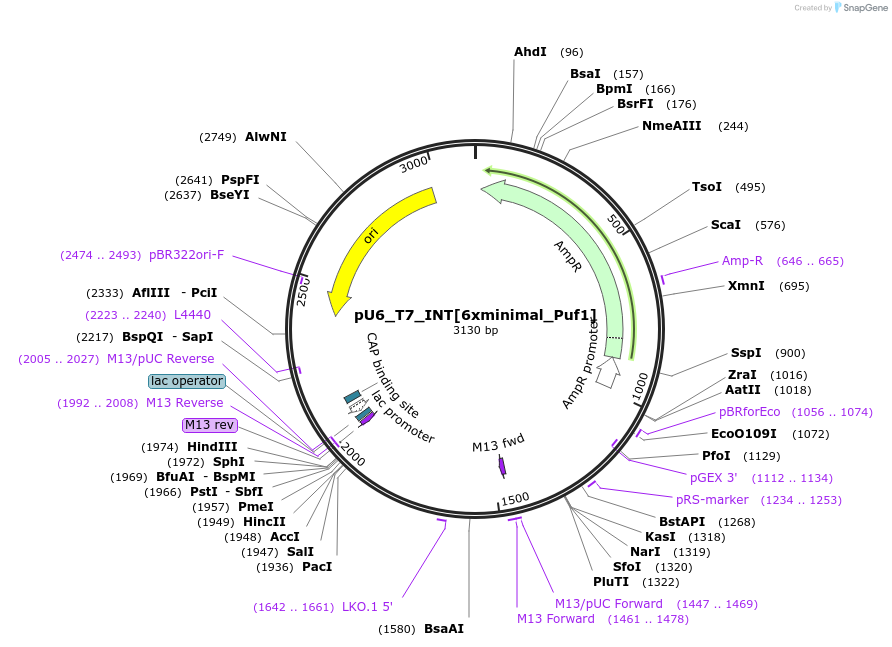 107608-plasmid-map-sequence-id-207490
