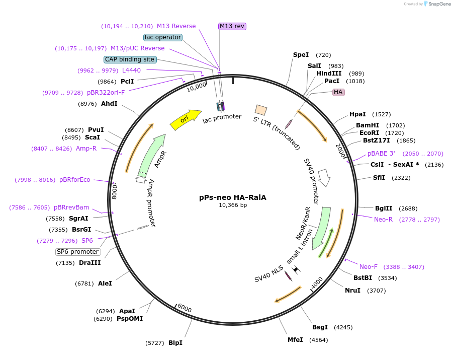 20181-plasmid-map-sequence-id-207517