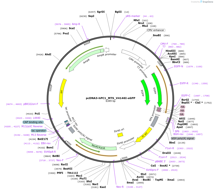 108405-plasmid-map-sequence-id-207557