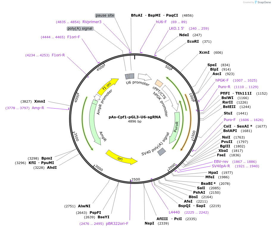 107683-plasmid-map-sequence-id-207587