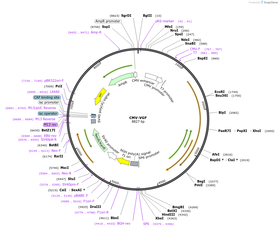 107575-plasmid-map-sequence-id-207612