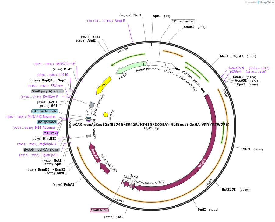 107943-plasmid-map-sequence-id-207614