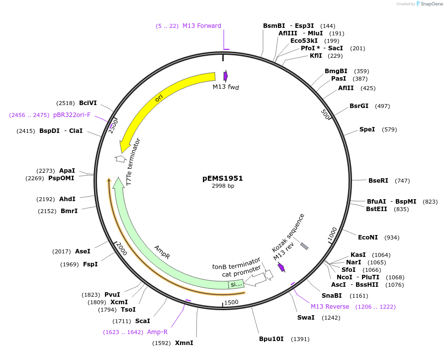 105868-plasmid-map-sequence-id-207618