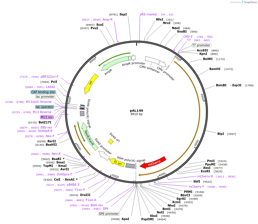 22275-plasmid-map-sequence-id-207638