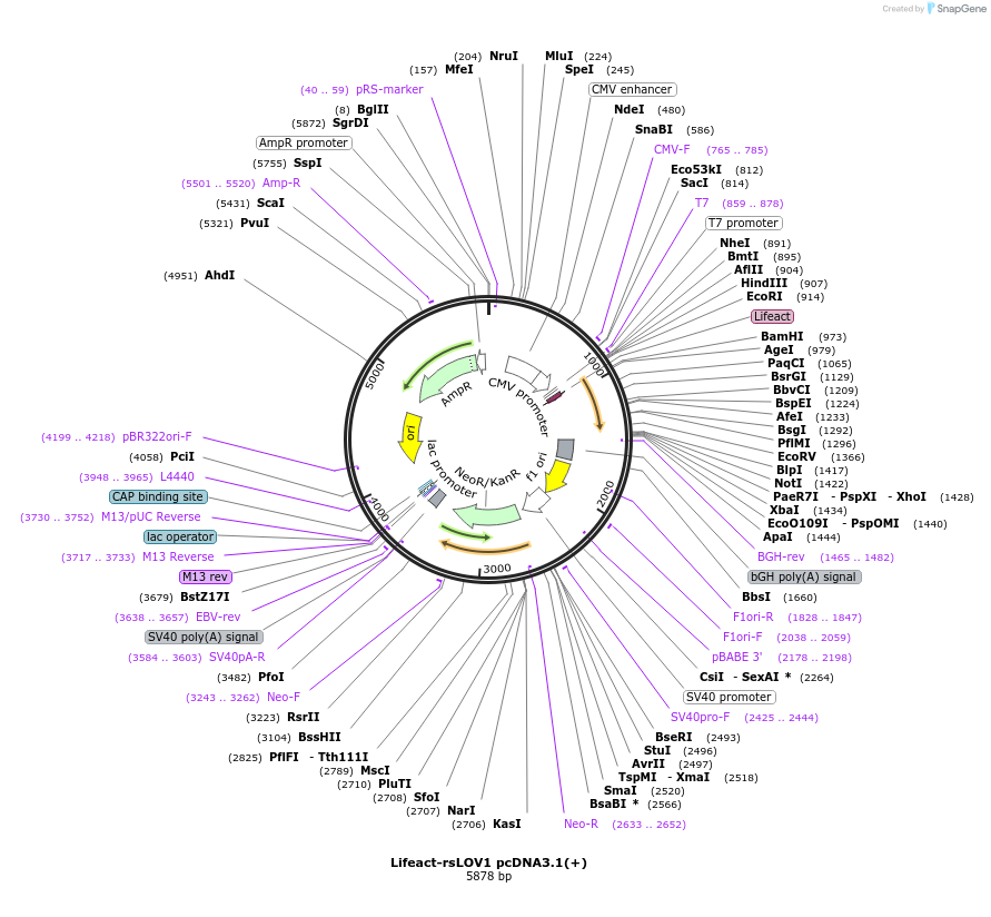 107881-plasmid-map-sequence-id-207646