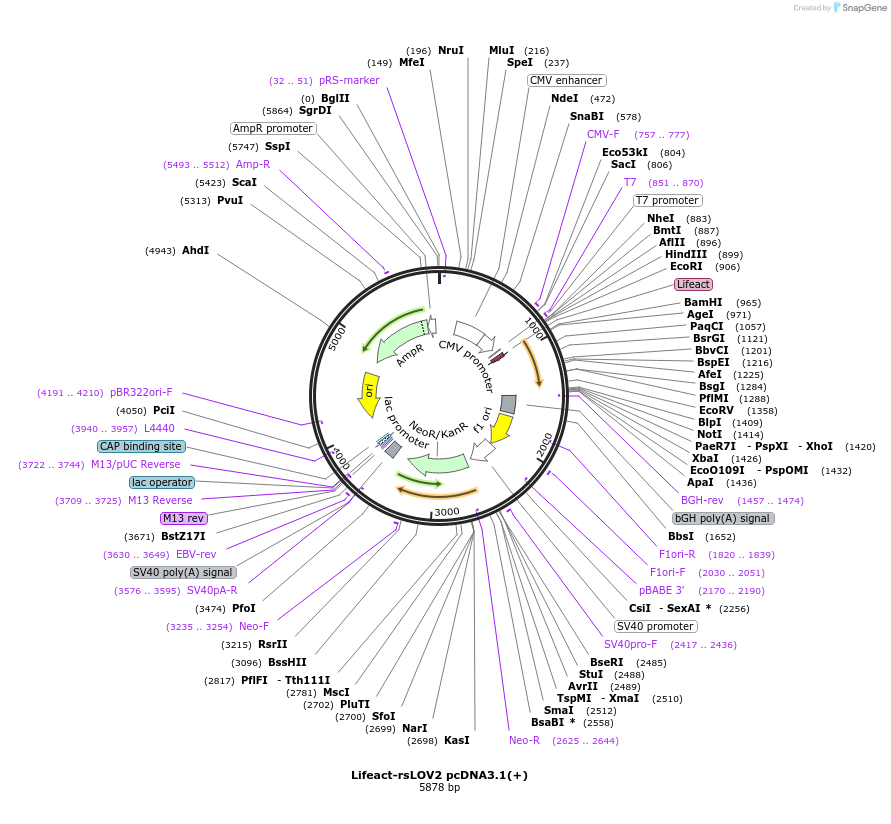 107882-plasmid-map-sequence-id-207647