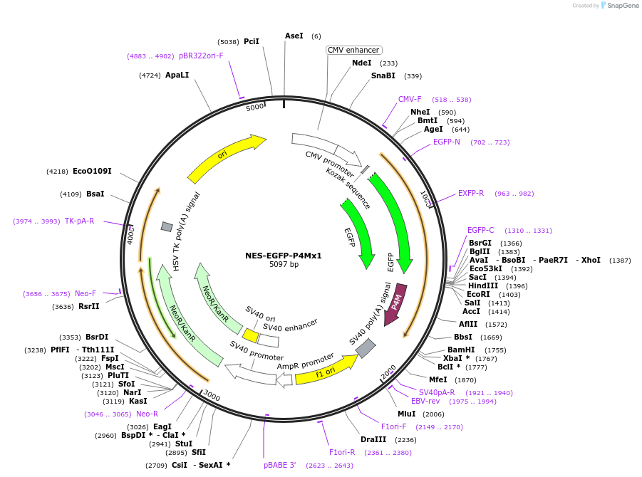 108121-plasmid-map-sequence-id-207650