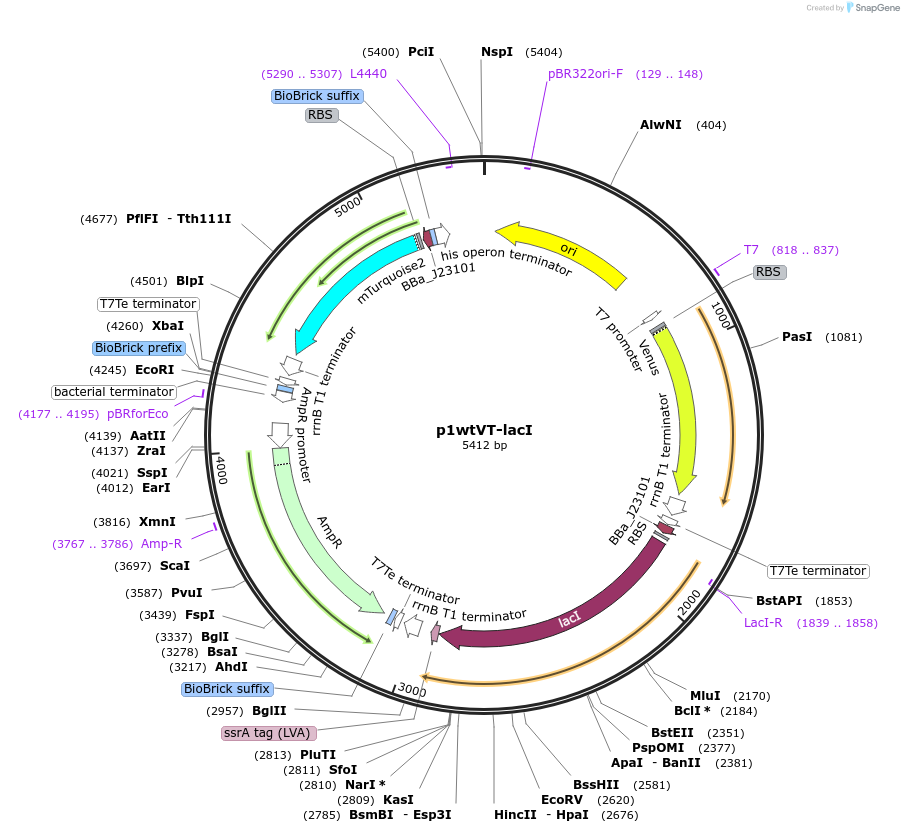 107945-plasmid-map-sequence-id-207684