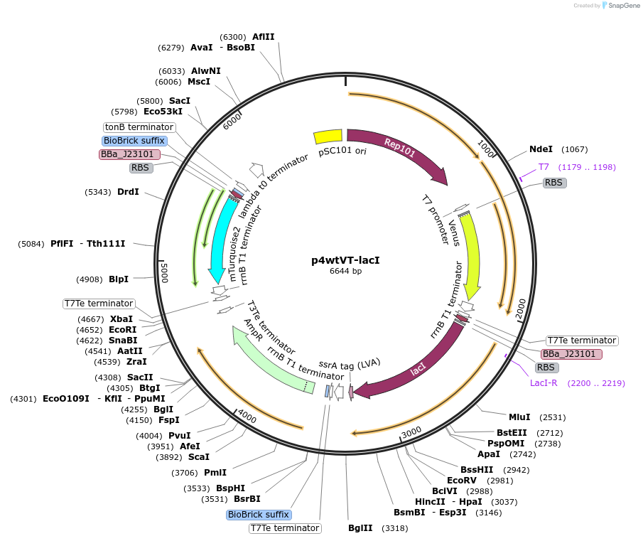 107946-plasmid-map-sequence-id-207686