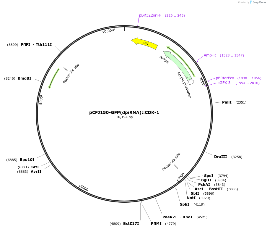 107938-plasmid-map-sequence-id-207689