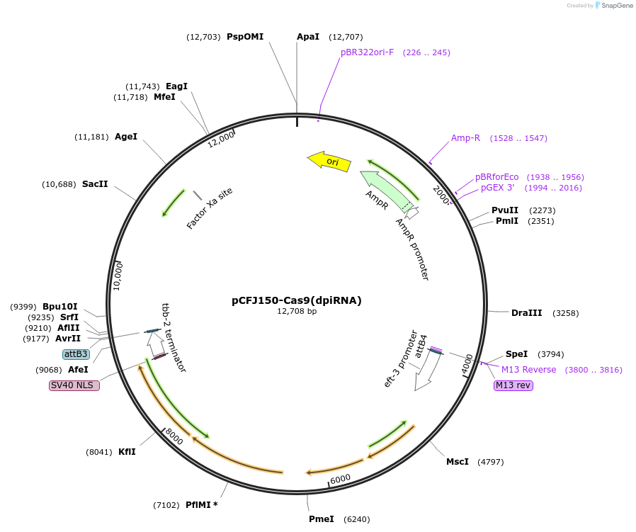 107940-plasmid-map-sequence-id-207696