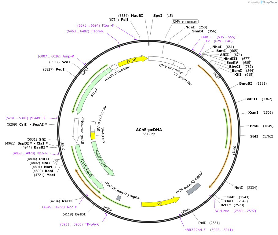 106442-plasmid-map-sequence-id-207697
