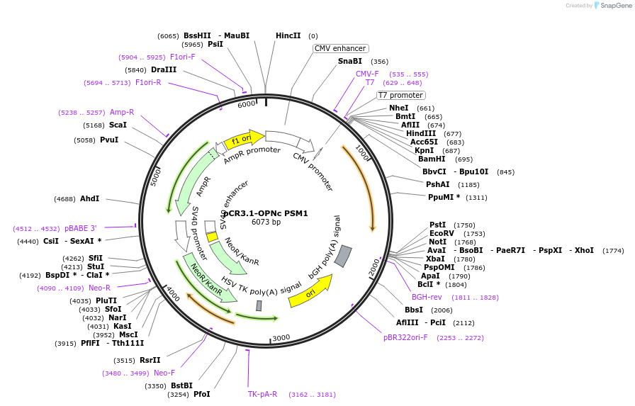 106328-plasmid-map-sequence-id-207710