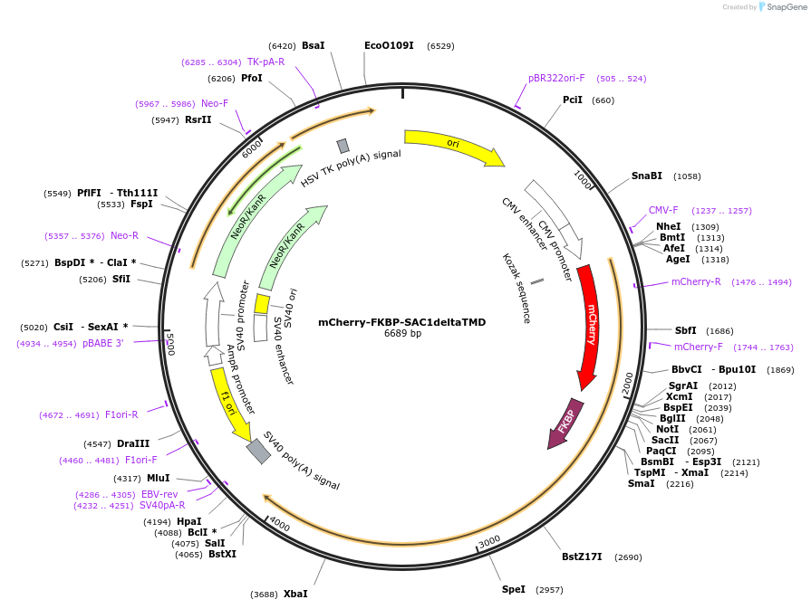 108132-plasmid-map-sequence-id-207712