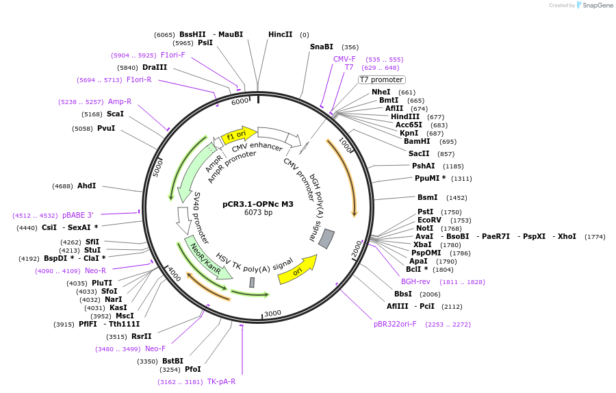 106323-plasmid-map-sequence-id-207736