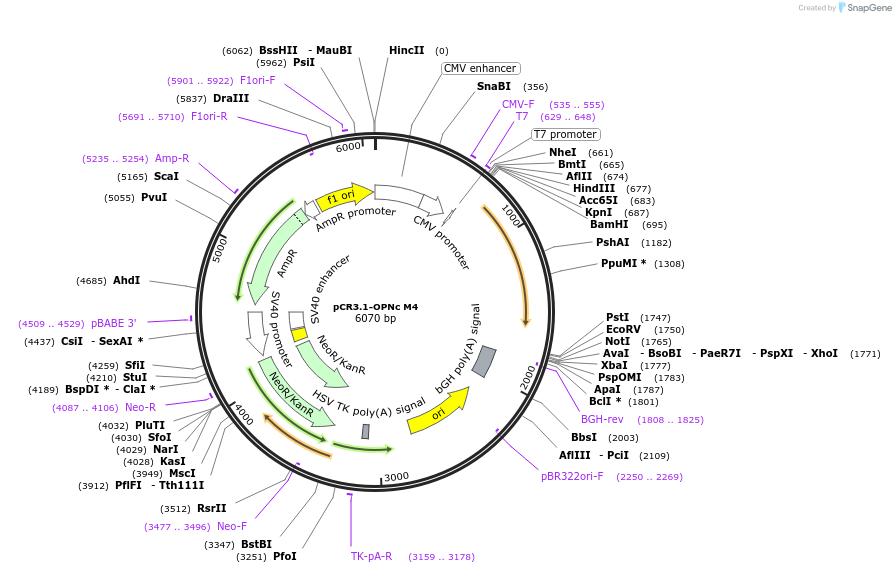 106324-plasmid-map-sequence-id-207737
