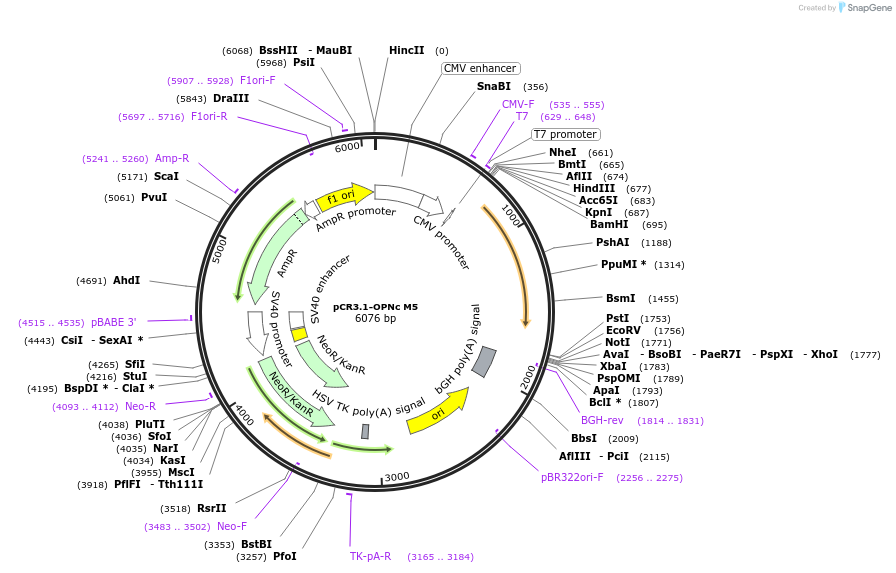 106325-plasmid-map-sequence-id-207738