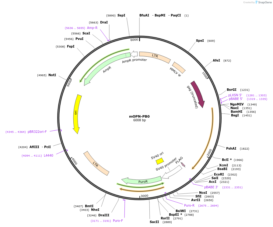 106449-plasmid-map-sequence-id-207745